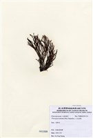 藏品(小毛孢藻)的圖片